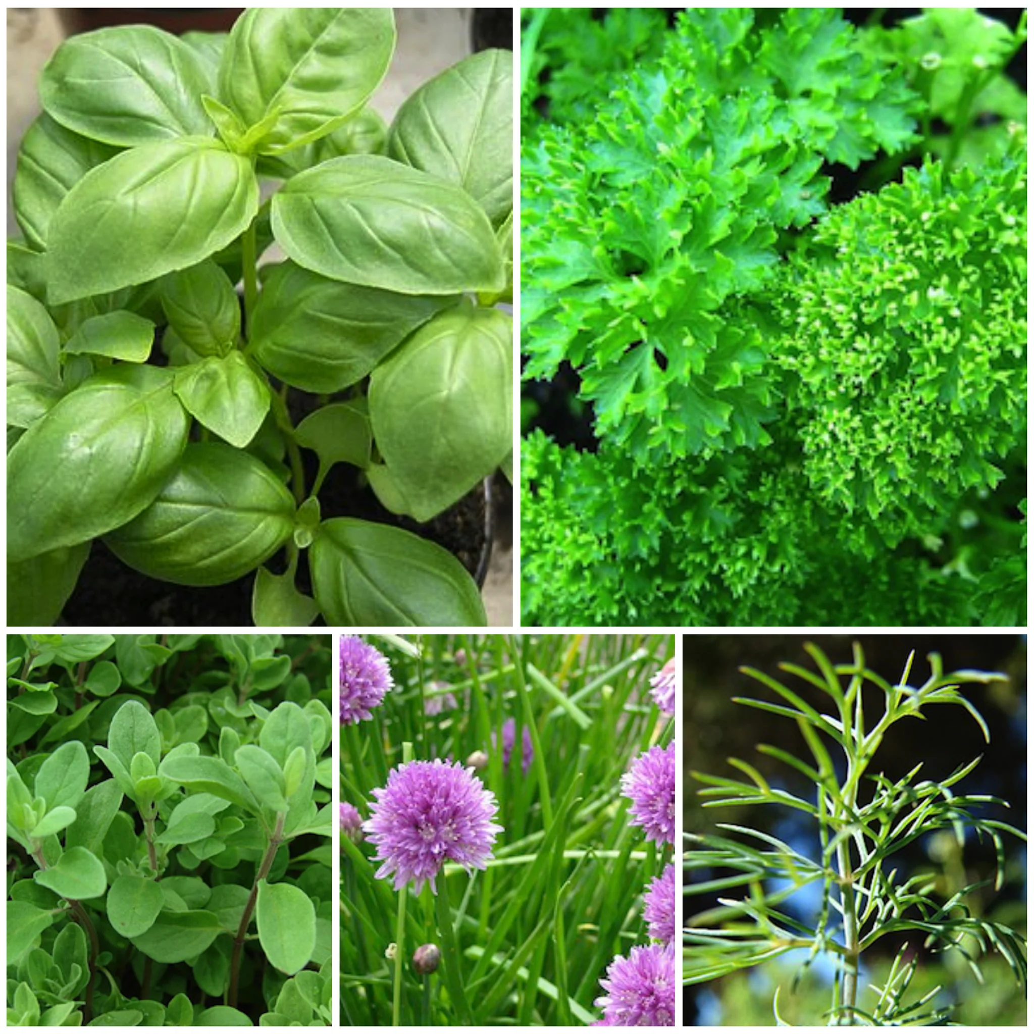 Seedball herb mix - Image 4